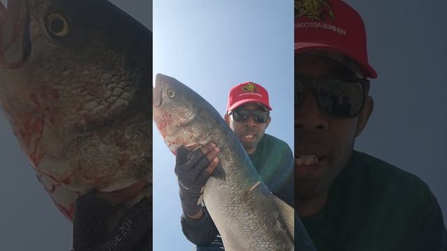 Surprise Bluefish Action смотреть онлайн