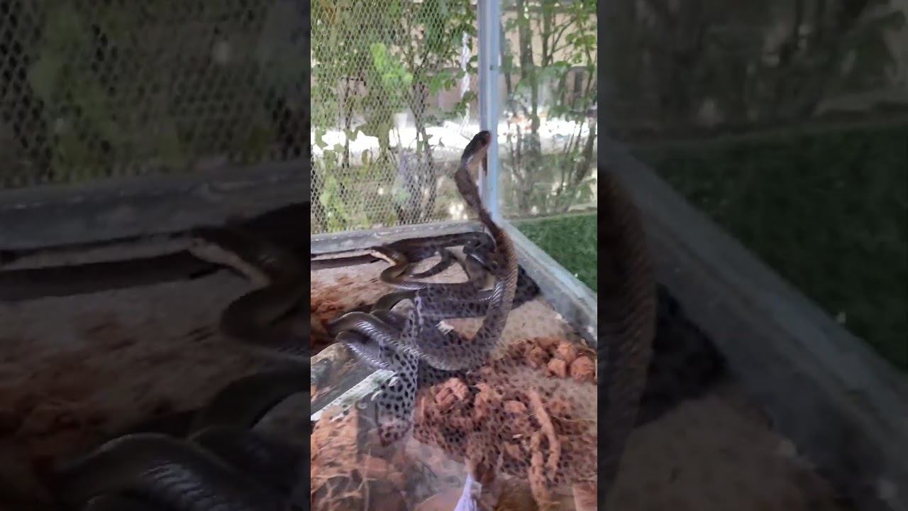 Змеиная ферма на Пхукете 2 #тайланд #ежсереж #ешсереж #тайланд #пхукет #ешсережвтае смотреть онлайн