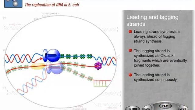 DNA Replication In E Coli