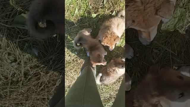 Щенки западно-сибирской лайки смотреть онлайн