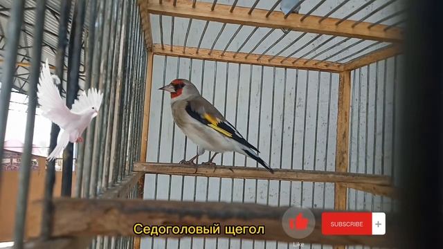 Седоголовый щегол, пение смотреть онлайн