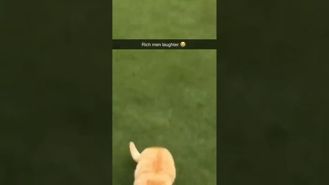 Funny Orange Cats Behaviour Videos Compilation cat lover #kittycat #catfight #cats #funnycatskitty смотреть онлайн