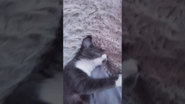 Марта спит)#cat #котята смотреть онлайн