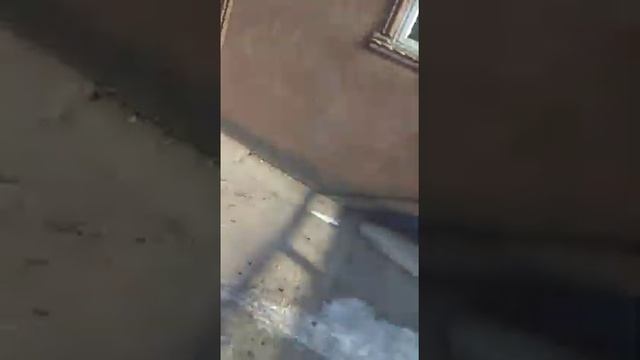 Гиссарские бараны, овцы. Переярка 4 зуба,рост 94 хозяин Дастан тел.0700 834 500 линия Коробля смотреть онлайн