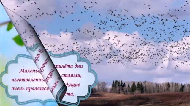 О чём щебечут птицы