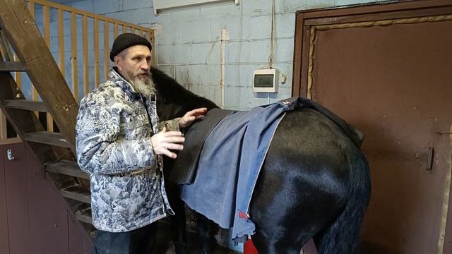 Тренинг жеребчика по "шумелкам". смотреть онлайн