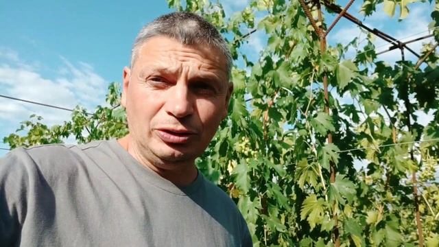Дубовский розовый обзор ягод плюсы и минусы формировка смотреть онлайн