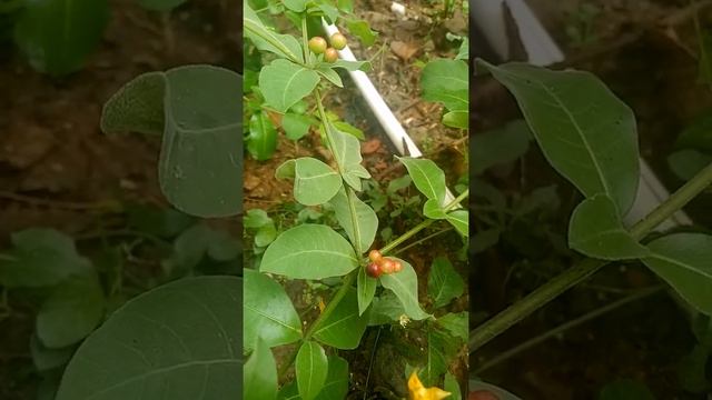 Rauvolfia Tetraphylla (Apocyanacea Family)