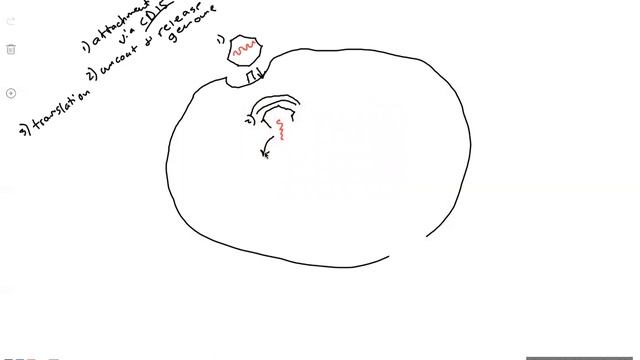 Replication Mechanism of Poliovirus смотреть онлайн