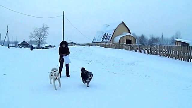 Как вам-езда на собаках!? смотреть онлайн