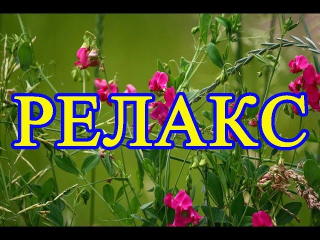 Релакс. Полевые цветы. // Relax Wildflowers.