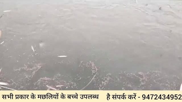 5000 पंगास/ प्यासी मछली पालन में कितना खर्च कितना फायदा होता हैं ।। Pangas Machli Palan смотреть онлайн