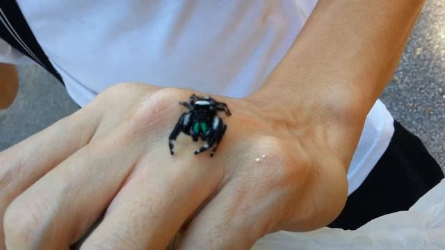 Phidippus audax (Fighting Spider) смотреть онлайн