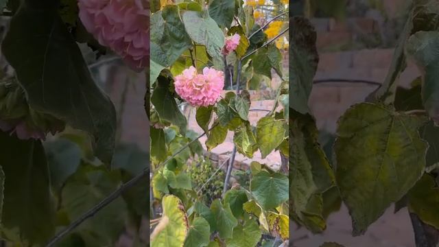 Pink Ball Tree #pinkball #dombeya #gardening #flowers #plants смотреть онлайн