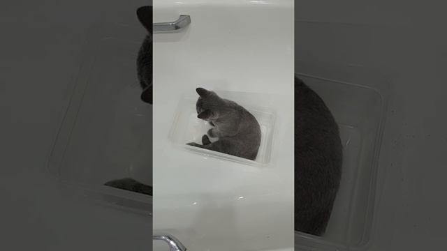 Пушок ждёт.Котёнок хочет плавать. смотреть онлайн