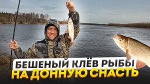 Бешеный клев рыбы на донную снасть! Северная Сосьва! #бешеныйклёв