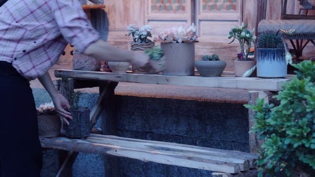 茭白——甜脆爽口，凉拌、炒肉都好吃【滇西小哥】