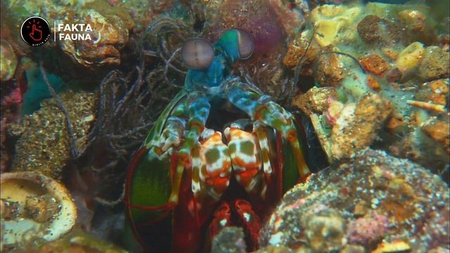 UDANG MANTIS‼️USIANYA LEBIH TUA DARI DINOSAURUS || MANTIS SHRIMP #dikliksaja #udangmantis #udang