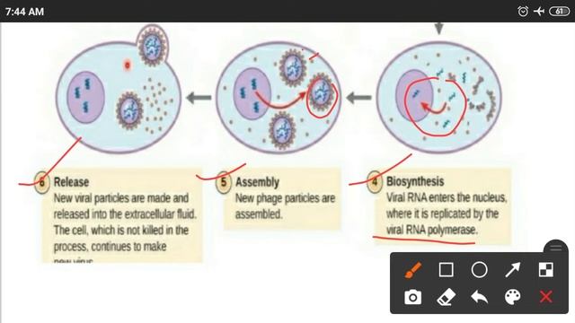Viral Replication- Part-2// Lecture-4