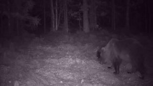 Фотоловушка на лесной тропе! Жизнь в лесу!