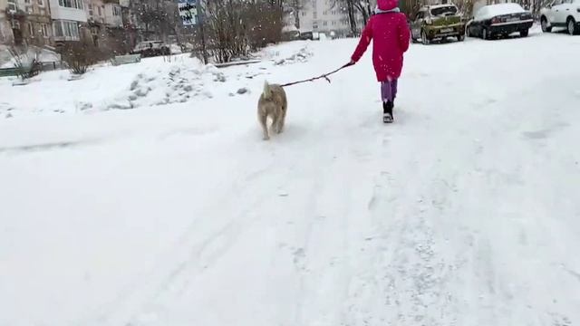 Нашли пропавшую собаку. ☺ смотреть онлайн