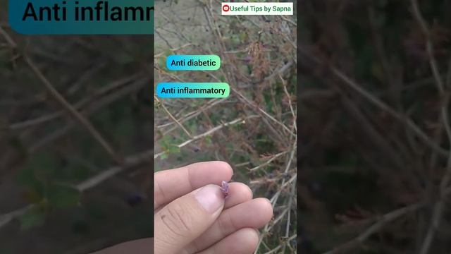 किलमोड़ा (Berberis Aristata) उत्तराखंड में मिलने वाला एक औषधीय पौधा(Medicinal Plant) #health #youtub