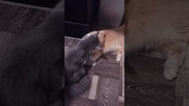 От любви до ненависти один шаг)#cat #котята смотреть онлайн