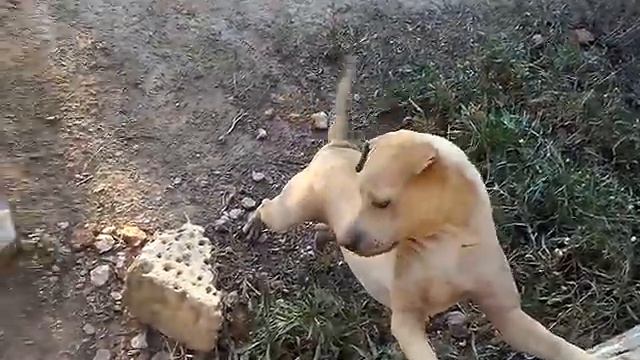 Кушать кушать кушааать