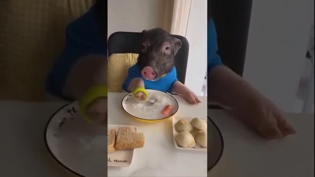 Хрюндель ✌️😂 смотреть онлайн