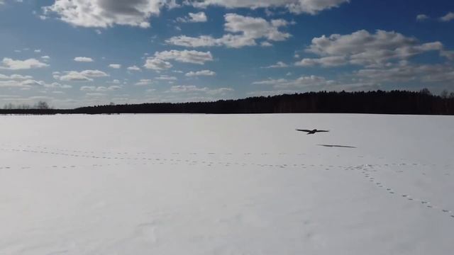 На крыле рядом с хищной птицей смотреть онлайн
