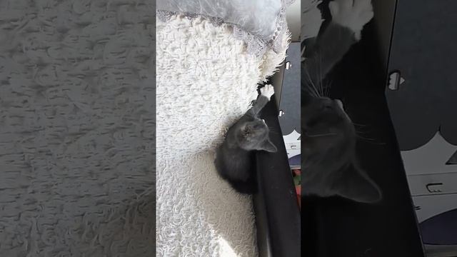 Марта ищет титю)#котята #cat смотреть онлайн