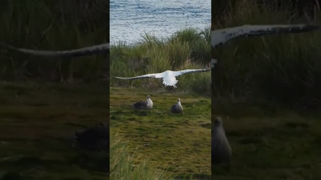 albatross lifespan смотреть онлайн