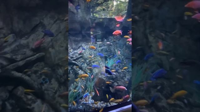 Океанариум на Пхукете / часть 1 смотреть онлайн