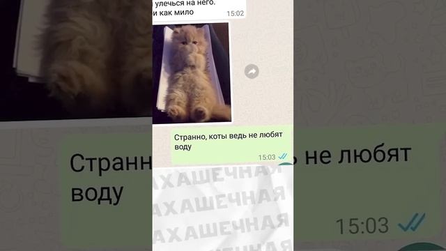Мем и мем #приколы #мемы #мем #лютыеприколы #троллинг #школа #хахашечная смотреть онлайн