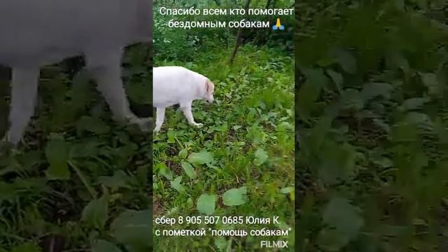 Спасибо всем кто помогает бездомным собакам 🐾🐾❤🙏 смотреть онлайн