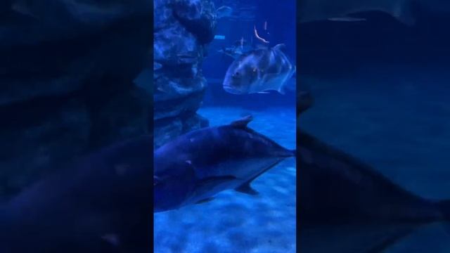 Океанариум на Пхукете / часть 2 #ешсереж #ежсереж #ешсережвтае #тайланд #пхукет смотреть онлайн