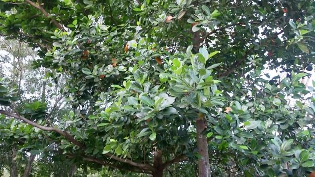 Судились за землю #индия смотреть онлайн