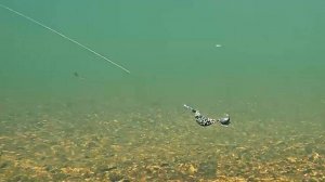 Зависание, сбрасывание и возвращение TUKA Kite : Chubby в исходную точку на течении