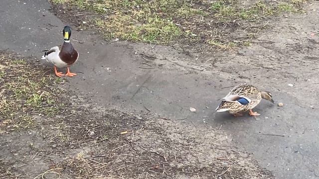 Утка и селезень в центре города Архангельска смотреть онлайн