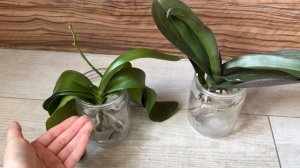 Наращивание корней орхидеи над водой!  Пропали корни у орхидеи что делать и как нарастить корни