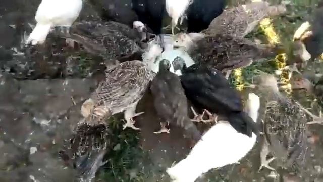 индюшата 🦃 смена корма 🤗 смотреть онлайн