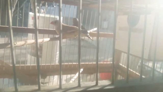 Amadina qushlari смотреть онлайн