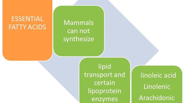 lipid/oil/fat, type and metabolism смотреть онлайн
