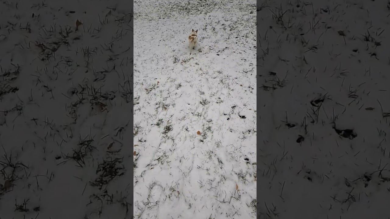 Снежная прогулка с Гучей)#чихуахуа #dog смотреть онлайн