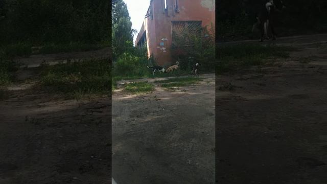 Собаки против кошки смотреть онлайн