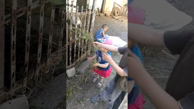 Дети и животные... смотреть онлайн