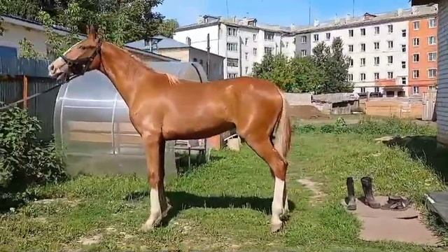 Жеребчик 1 год 154 см +7(909)497-85-11 WhatsApp смотреть онлайн