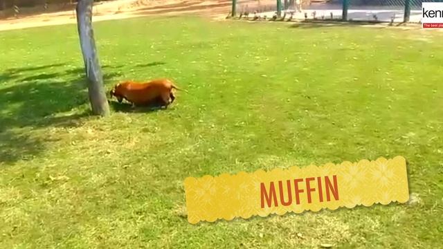 WITHOUT HIS DAILY WALK AT KENNEL ONE MR MUFFIN THE DASCHUND DOESN'T GET HAPPY. смотреть онлайн