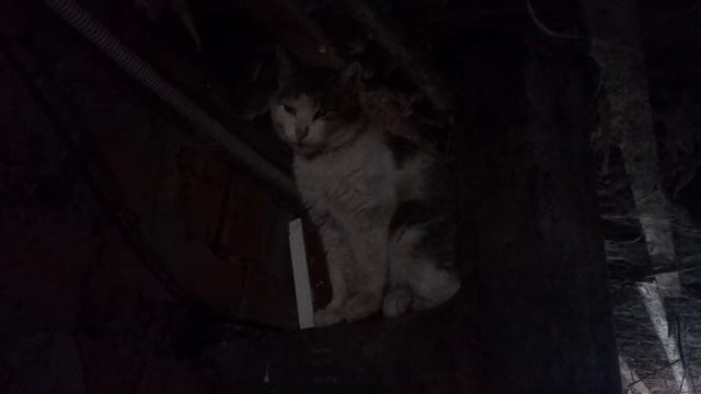 Кот рассуждает про себя (01.03.2016) смотреть онлайн