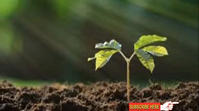 Jaggery|Magical Organic Garden Fertilizer Promoter смотреть онлайн